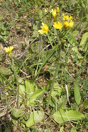 Crepis praemorsa \ Abbiss-Pippau, Trauben-Pippau / Leafless Hawk's-Beard, D Keltern 7.5.2011