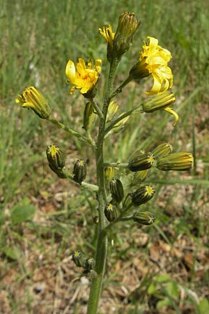 Crepis praemorsa \ Abbiss-Pippau, Trauben-Pippau / Leafless Hawk's-Beard, D Keltern 7.5.2011