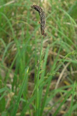 Carex pilosa \ Wimper-Segge / Hairy Greenweed, D Graben-Neudorf 10.5.2011