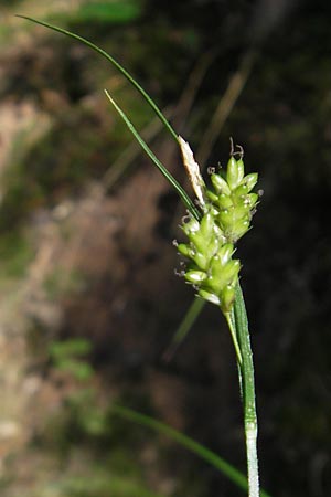 Carex pallescens \ Bleiche Segge / Pale Sedge, D Odenwald, Neckargemünd-Mückenloch 26.5.2011