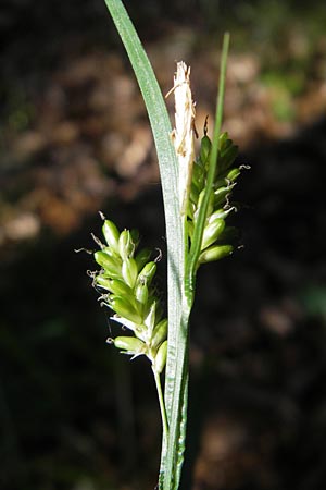 Carex pallescens \ Bleiche Segge / Pale Sedge, D Odenwald, Neckargemünd-Mückenloch 26.5.2011