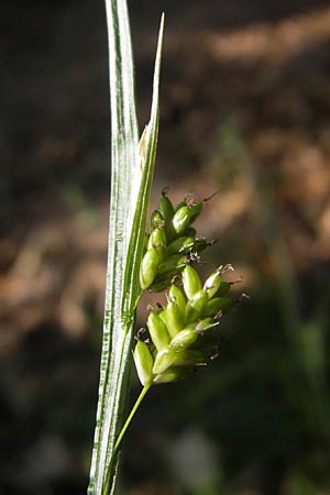 Carex pallescens \ Bleiche Segge / Pale Sedge, D Odenwald, Neckargemünd-Mückenloch 26.5.2011