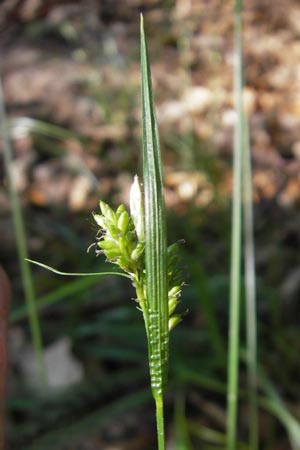 Carex pallescens / Pale Sedge, D Odenwald, Neckargemünd-Mückenloch 26.5.2011