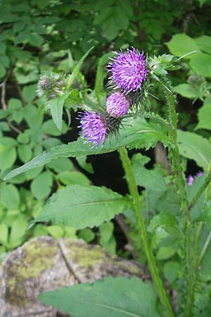 Carduus personata / Great Marsh Thistle, D Wutach - Gorge 12.6.2011