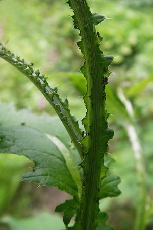 Carduus personata \ Kletten-Distel / Great Marsh Thistle, D Wutach - Schlucht / Gorge 12.6.2011