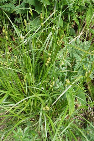 Carex pallescens / Pale Sedge, D Immenstadt 21.6.2011