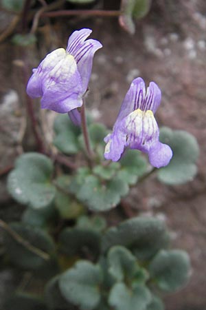 Cymbalaria pallida, Blasses Zimbelkraut