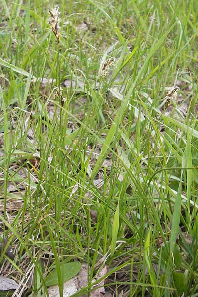 Carex praecox \ Frhe Segge / Vernal Sedge, D Schwetzingen 14.4.2012