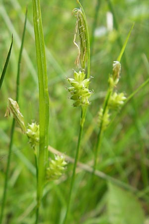 Carex pallescens / Pale Sedge, D Bammental 8.5.2012