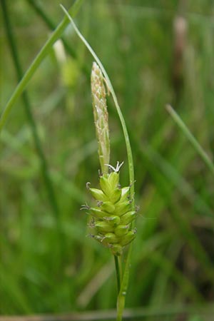 Carex pallescens \ Bleiche Segge / Pale Sedge, D Bammental 8.5.2012
