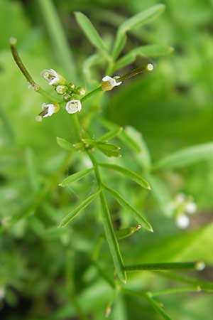 Cardamine parviflora \ Kleinbltiges Schaumkraut, D Lampertheim 21.5.2012