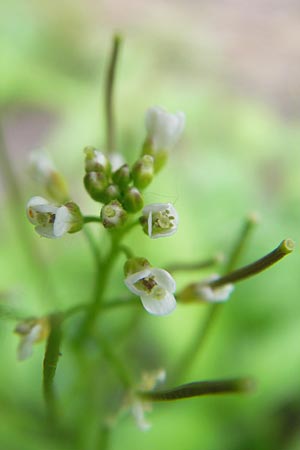 Cardamine parviflora \ Kleinbltiges Schaumkraut / Small-Flowered Bitter-Cress, D Lampertheim 21.5.2012