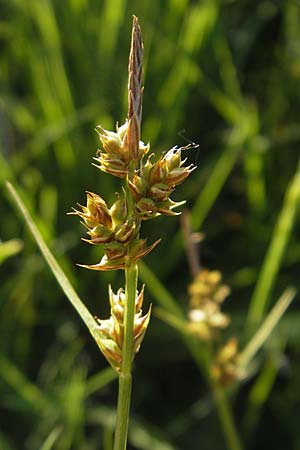 Carex pilulifera \ Pillen-Segge / Pill Sedge, D Pfalz, Speyer 25.5.2012