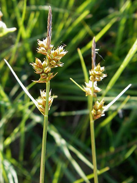 Carex pilulifera \ Pillen-Segge / Pill Sedge, D Pfalz, Speyer 25.5.2012