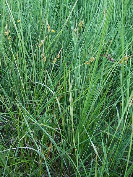 Carex pilulifera / Pill Sedge, D Pfalz, Speyer 25.5.2012