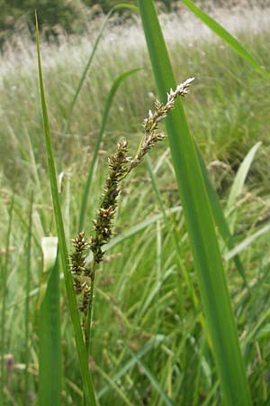 Carex paniculata \ Rispen-Segge / Greater Tussock Sedge, D Kipfenberg 7.6.2012