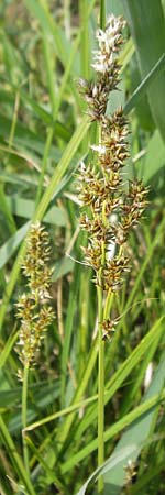 Carex paniculata \ Rispen-Segge / Greater Tussock Sedge, D Kipfenberg 7.6.2012