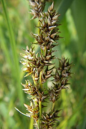 Carex paniculata / Greater Tussock Sedge, D Kipfenberg 7.6.2012