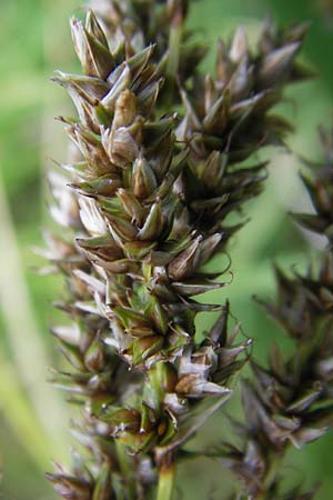 Carex paniculata \ Rispen-Segge / Greater Tussock Sedge, D Kipfenberg 7.6.2012