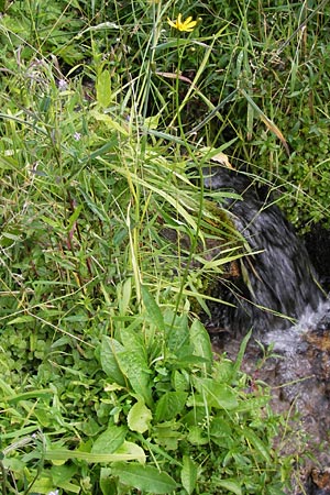Crepis paludosa \ Sumpf-Pippau, D Schwarzwald, Reichental 7.7.2012