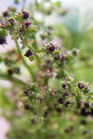 Chenopodium polyspermum \ Vielsamiger Gnsefu, D Mannheim 26.7.2012