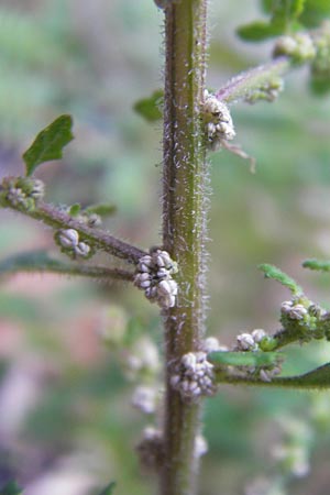 Dysphania pumilio / Clammy Goosefoot, D Mannheim 6.9.2012