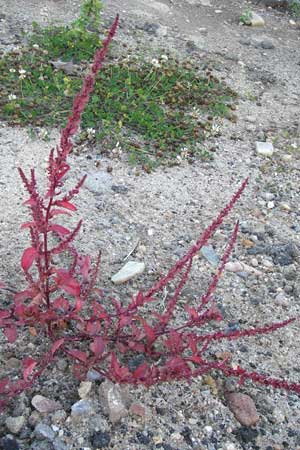 Chenopodium polyspermum / Many-Seeded Goosefoot, D Eppertshausen 19.9.2012