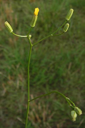 Crepis pulchra \ Glanz-Pippau / Small-Flowered Hawk's-Beard, D Wiesloch 22.8.2013