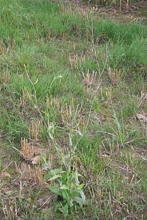 Crepis pulchra \ Glanz-Pippau, D Wiesloch 22.8.2013