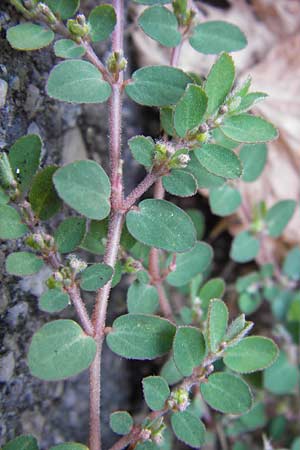 Chamaesyce prostrata \ Hingestreckte Wolfsmilch, D Mannheim 4.9.2013