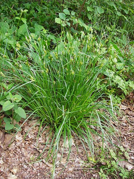 Carex pallescens / Pale Sedge, D Pfalz, Speyer 6.5.2014