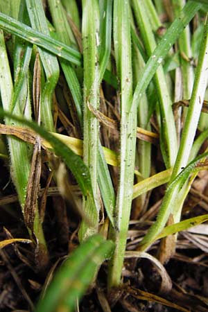 Carex pallescens \ Bleiche Segge / Pale Sedge, D Pfalz, Speyer 6.5.2014