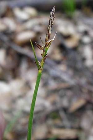 Carex pilulifera \ Pillen-Segge / Pill Sedge, D Odenwald, Fischbachtal-Steinau 25.6.2014