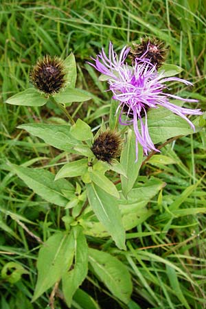 Centaurea pseudophrygia \ Percken-Flockenblume, D Irndorfer Hardt 8.7.2014