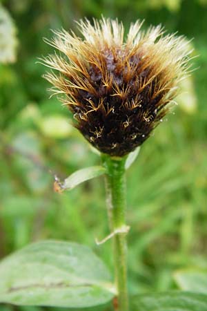 Centaurea pseudophrygia \ Percken-Flockenblume / Wig Knapweed, D Irndorfer Hardt 8.7.2014