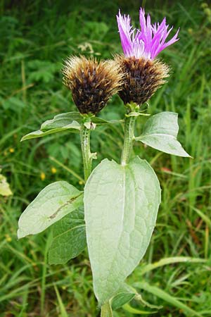 Centaurea pseudophrygia \ Percken-Flockenblume, D Irndorfer Hardt 8.7.2014