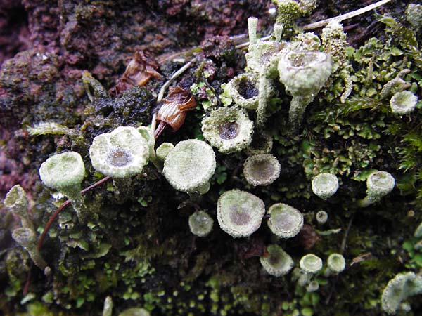 Cladonia pyxidata \ Echte Becher-Flechte, D Odenwald, Brandau 30.7.2014