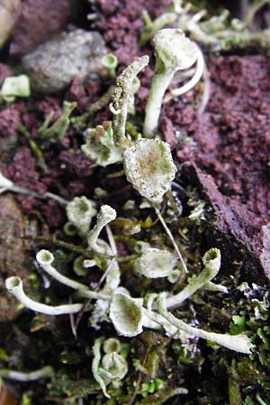 Cladonia pyxidata \ Echte Becher-Flechte, D Odenwald, Brandau 30.7.2014