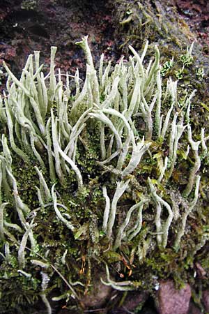 Cladonia pyxidata \ Echte Becher-Flechte, D Odenwald, Brandau 30.7.2014