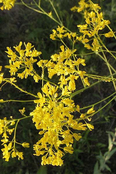 Isatis tinctoria \ Frber-Waid / Woad, D Mannheim 12.5.2006