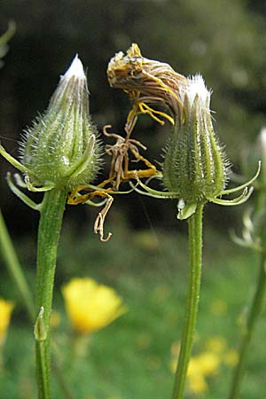 Crepis biennis \ Wiesen-Pippau, D Schriesheim-Altenbach 28.9.2006