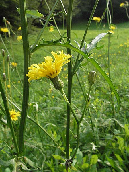 Crepis biennis \ Wiesen-Pippau, D Schriesheim-Altenbach 28.9.2006