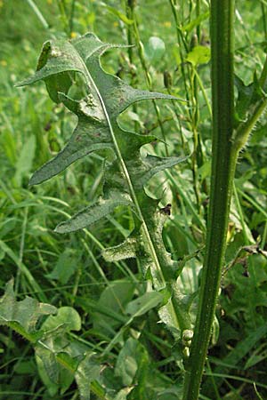 Crepis biennis \ Wiesen-Pippau, D Schriesheim-Altenbach 28.9.2006