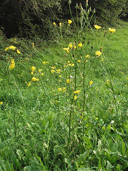 Crepis biennis \ Wiesen-Pippau / Rough Hawk's-Beard, D Schriesheim-Altenbach 28.9.2006