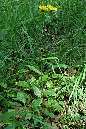 Crepis paludosa \ Sumpf-Pippau / Marsh Hawk's-Beard, D Odenwald, Unterabtsteinach 19.5.2007