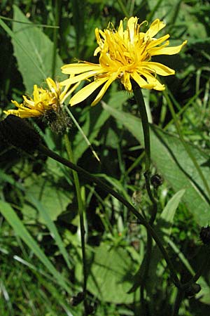 Crepis blattarioides \ Schabenkraut-Pippau / Moth-Mullein Hawk's-Beard, D Schwarzwald/Black-Forest, Feldberg 24.6.2007
