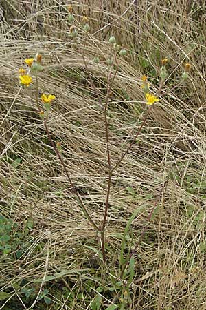 Crepis tectorum \ Dach-Pippau / Narrow-Leaved Hawk's-Beard, D Hirschberg 28.7.2007