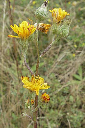 Crepis tectorum \ Dach-Pippau, D Hirschberg 28.7.2007