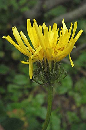 Crepis blattarioides \ Schabenkraut-Pippau, D Schwarzwald, Feldberg 18.8.2007