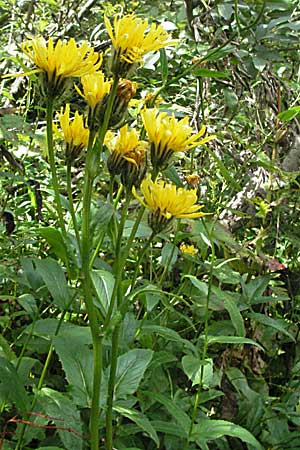 Crepis blattarioides \ Schabenkraut-Pippau, D Schwarzwald, Feldberg 18.8.2007